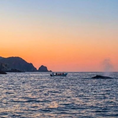 Tour de ballenas, nado con delfines y tortugas.