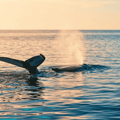 Tour de ballenas, nado con delfines y tortugas.