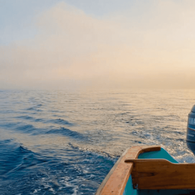 Tour de ballenas, nado con delfines y tortugas.