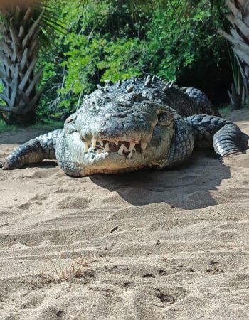Tour Ventanilla Mazunte (Cocodrilos)