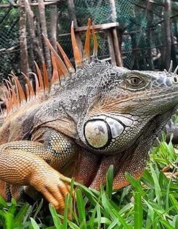 Tour Ventanilla Mazunte (Cocodrilos)