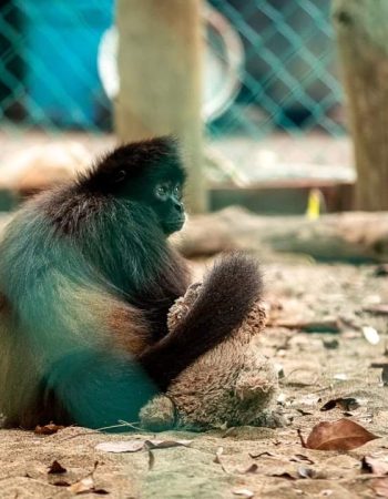 Tour Ventanilla Mazunte (Cocodrilos)