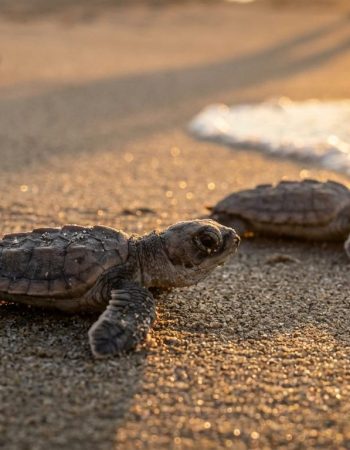 Liberación de Tortugas en Playa Ventanilla