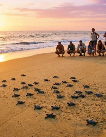 Liberación de Tortugas en Playa Ventanilla